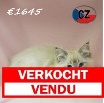 Ragdoll 06-02-26 F (CZ6771) 270526 Verkocht - Vendu.jpg