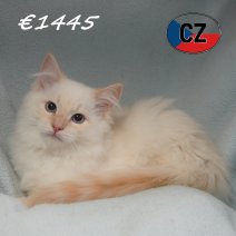 Ragdoll 06-02-26 M (CZ6767) 270526.JPG