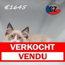 Ragdoll 06-02-26 M (CZ6769) 270526 Verkocht - Vendu.jpg