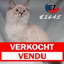 Ragdoll 31-01-26 M (CZ6765) 270526 Verkocht - Vendu.jpg