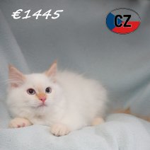 Ragdoll 31-01-26 M (CZ6770) 270526.JPG