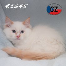 Ragdoll 31-01-26 M (CZ6772) 270526.JPG