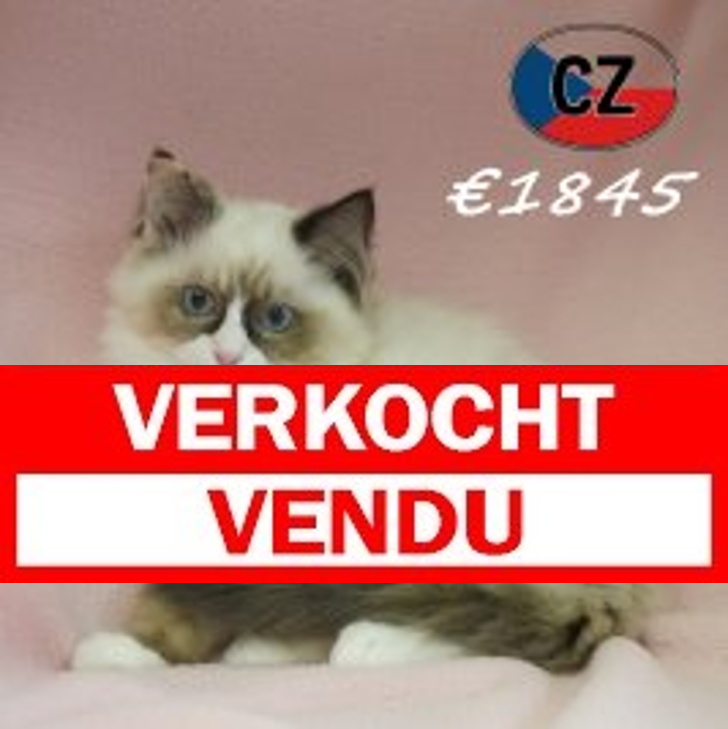 Ragdoll 06-02-26 F (CZ6759) 270526.verkocht-vendu