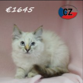Ragdoll 06-02-26 F (CZ6758) 270526.JPG