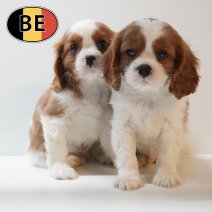 Cavalier King Charles 31-03-2026 (BE) 27-05-26.JPG