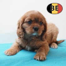 Cavalier King Charles 31-03-2026 M (BE0990) 27-05-26.JPG