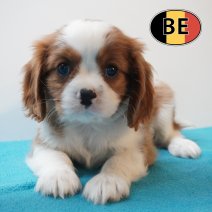 Cavalier King Charles 31-03-2026 M (BE1277) 27-05-26.JPG
