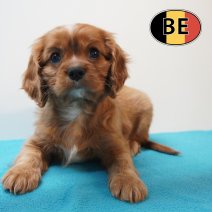 Cavalier King Charles 31-03-2026 M (BE3684) 27-05-26.JPG