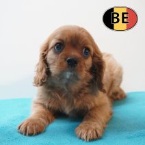 Cavalier King Charles 31-03-2026 M (BE8449) 27-05-26.JPG