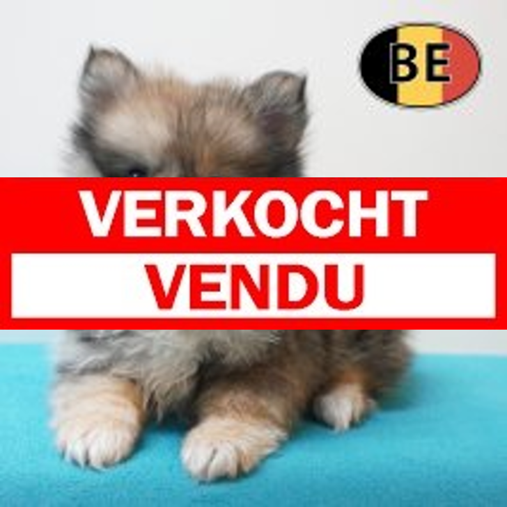 Keesje 31-03-2026 M (BE2063) 27-05-26.verkocht-vendu