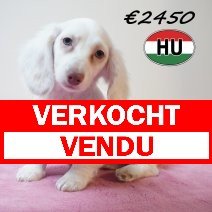 Teckel 30-01-2026 F (HU7761) 200526 verkocht - vendu.jpg
