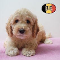 Cockapoo 31-03-26 F (BE6203) 290526.JPG