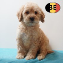 Cockapoo 31-03-26 M (BE6084) 290526.JPG