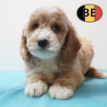 Cockapoo 31-03-26 M (BE6204) 290526.JPG