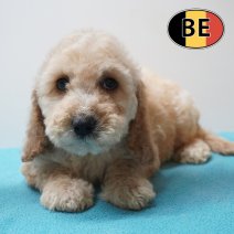 Cockapoo 31-03-26 M (BE6208) 290526.JPG