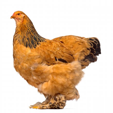 Brahma Poussins