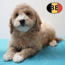Cockapoo 31-03-26 M (BE6232) 290526.JPG