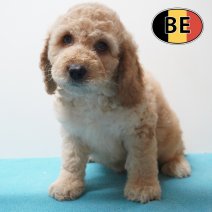 Cockapoo 31-03-26 M (BE6247) 290526.JPG