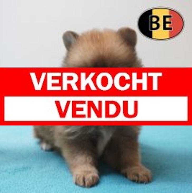 Keesje 01-04-26 M (BE6245) 29-05-26.verkocht-vendu