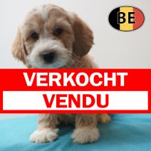Cockapoo 31-03-26 M (BE6243) 290526 verkocht - vendu.jpg