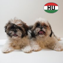 Shih Tzu 02-02-2026 (HU) 29-05-26.JPG