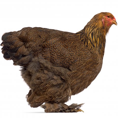 Brahma Poussins2