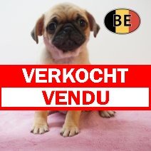 Mops 19-03-26 F (BE3404) 200526 verkocht - vendu.jpg