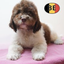 Lagotto Romagnolo 10-03-26 F (BE5665) 29-05-26.JPG