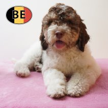 Lagotto Romagnolo 10-03-26 F (BE5707) 29-05-26.JPG