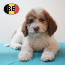 Lagotto Romagnolo 10-03-26 M (BE2138) 29-05-26.JPG
