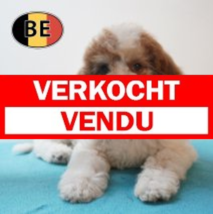 Lagotto Romagnolo 10-03-26 M (BE2138) 29-05-26.verkocht-vendu