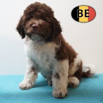Lagotto Romagnolo 10-03-26 M (BE5781) 29-05-26.JPG