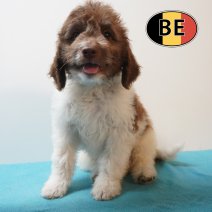 Lagotto Romagnolo 10-03-26 M (BE6495) 29-05-26.JPG