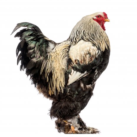 Brahma Poussins4