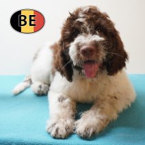Lagotto Romagnolo 10-03-26 M (BE6695) 29-05-26.JPG