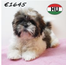 Shih Tzu 02-02-2026 F (HU6782) 29-05-26.JPG