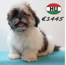 Shih Tzu 02-02-2026 M (HU6783) 29-05-26.JPG