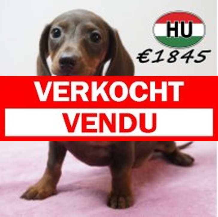 Teckel 01-02-2026 F (HU6790) 29-05-26.verkocht-vendu