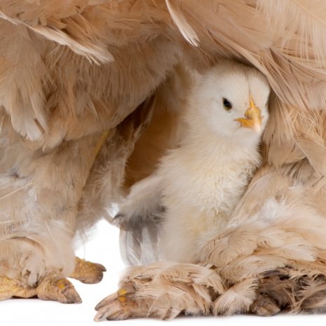 Brahma Poussins5
