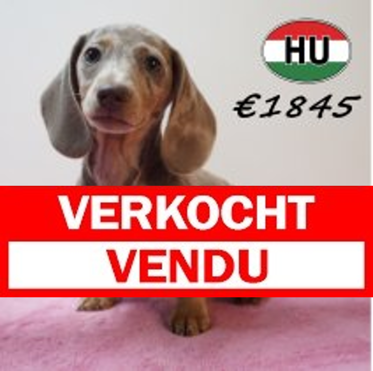 Teckel 01-02-2026 F (HU6794) 29-05-26.verkocht-vendu