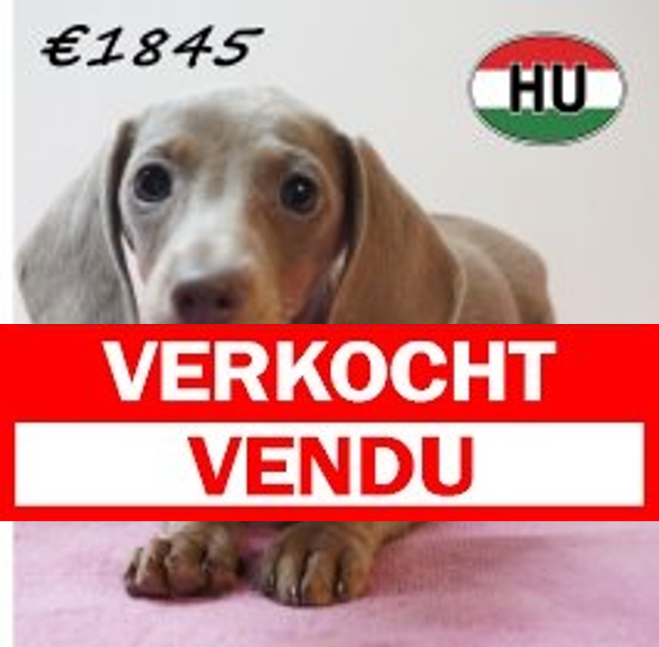 Teckel 01-02-2026 F (HU6795) 29-05-26.verkocht-vendu