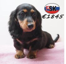 Teckel 21-01-2026 F (SK3916) 290526.JPG
