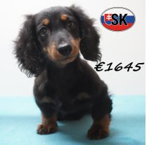 Teckel 21-01-2026 M (SK3888) 290526.JPG