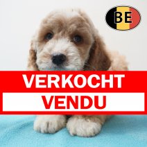 Cockapoo 31-03-26 M (BE6204) 29-05-26 verkocht - vendu.jpg