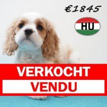 Cavalier King Charles 01-02-2026 M (HU7747) 20-05-26 Verkocht - Vendu.jpg
