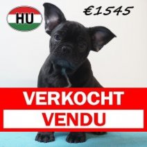 Franse Bulldog 25-01-2026 M (HU7721) 20-05-26 Verkocht - Vendu.jpg