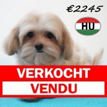 Maltipoo 26-01-2026 M (HU8834) 21-05-26 Verkocht - Vendu.jpg