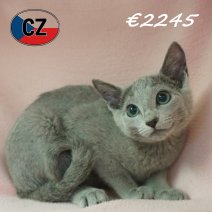 Blauwe Rus 28-01-26 F (CZ6762) 270526.JPG