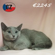 Blauwe Rus 28-01-26 F (CZ6773) 270526.JPG
