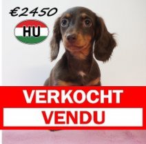 Teckel 26-01-2026 F (HU7765) 20-05-26 Verkocht - Vendu.jpg